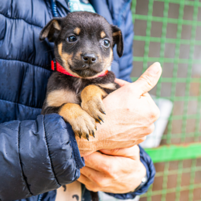 Vacinação antirrábica em Rio Branco e ação do Abril Laranja reforçam importância da proteção animal e da saúde pública