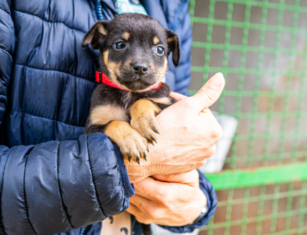 Vacinação antirrábica em Rio Branco e ação do Abril Laranja reforçam importância da proteção animal e da saúde pública