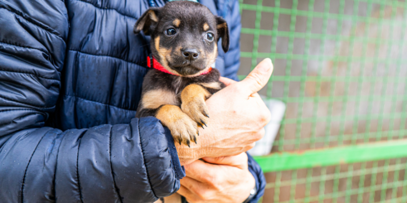 Vacinação antirrábica em Rio Branco e ação do Abril Laranja reforçam importância da proteção animal e da saúde pública